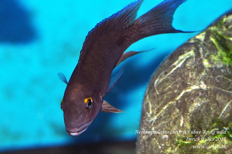 Neolamprologus christyi 'Fulwe Rocks'